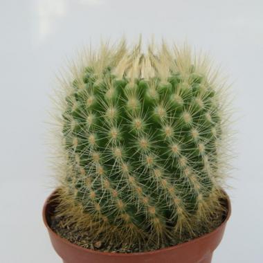 Parodia penicillata